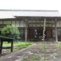 夏至～乃東枯る（なつかれくさかるる）