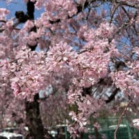 いきいき新太極拳宝塚教室２５年３月３０日