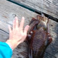 秋になり水温が少しは下がったのかな？