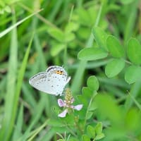 久しぶりに〝蝶〟のはなし