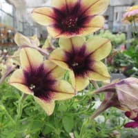 従妹に野菜貰う