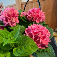 嬉しいプレゼントは可愛い紫陽花