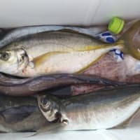 釣果