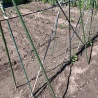 お寺の畑も順調です！？
