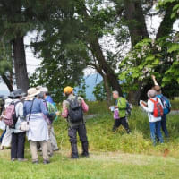地元で琵琶湖岸に咲く花の自然観察会に参加