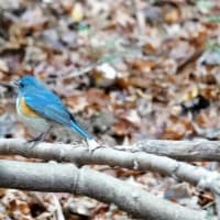 06/20探鳥記録写真：２０２５年１月に出会った鳥たち①