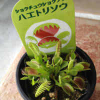 ハエ取り草