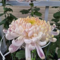 大菊
