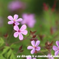 今月の雑草倶楽部（２０２５年０５月）
