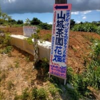 アガパンサスが見頃