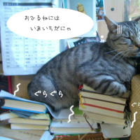 本の上のアンニュイな猫