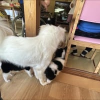 みなみトライアルへ　そしてセラピードッグも