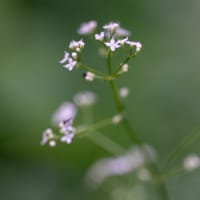砧草