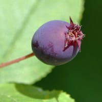 鉢植えの「ジューンベリー」（２）初夏の果実