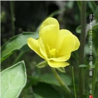 待宵草