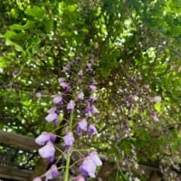 オサンポ walk - 植物plant : 藤の花 The flowers of Japanese wisteria