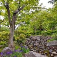 昭和記念公園、新緑散歩、こもれびの丘から日本庭園へ