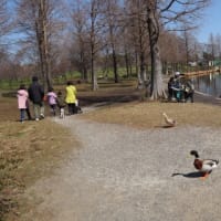 エェ〜ッ今度は鳥インフルエンザ