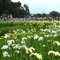 【”25 花菖蒲が満開だ！】東村山市：北山公園