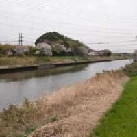 千葉市の桜、花見川サイクリングコース2025/4/10・東寺山調整池4/12
