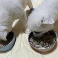 食いムラ大王再び