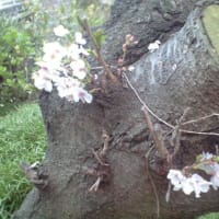 観音川の　“　桜　の　小径　”　満開　・・・　いまでしょ！