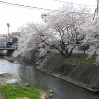 武道館横と野球場裏の桜