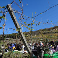 足利ココファーム収穫祭2012！行ってきました★