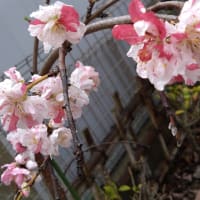 花桃　ちょっとだけ開花