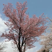 魚沼福山峠の雪上桜