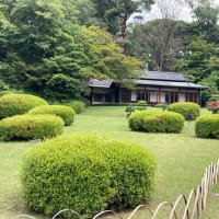 花菖蒲