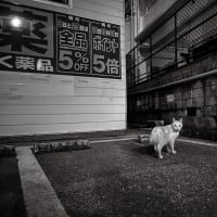 見返り Okinawan Cats #2267