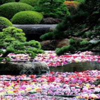 由志園の池泉に浮かぶダリア