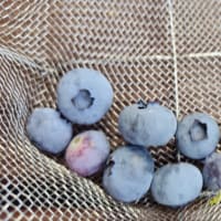 ブルーベリー初収穫
