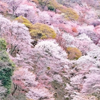 吉野の桜
