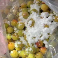 梅干し作りの手伝いです。