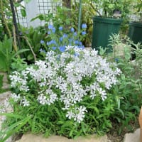 庭は白とブルーの世界 ＆ フランシス デュブリュイ開花