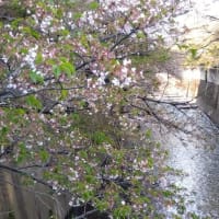 お花見２４⑤葉桜