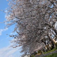 花のように綺麗だったら良かったけど。