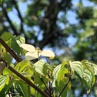 我慢する