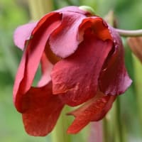 鉢植えの食虫植物（１）サラセニア　 b、レウコフィラ