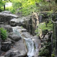 日本で一番小さなキツツキ、コゲラの姿、ドキドキ眺め　(KK楽園)岐阜県各務原市