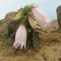 凡のひとりごと　　箱根　明神岳