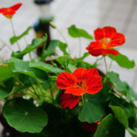 ●我が家の５月の花（18）　カランコエ　ナスタチウム　トレニア　ヒペリカム・アンドロサエマム　ジニア　雨のしずく