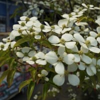 夏の花：常緑山法師②