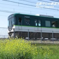 菜の花と京阪電車