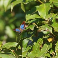高原のチョウ