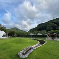 昨日の朝の別邸わんこ日和にて　アゲハ蝶