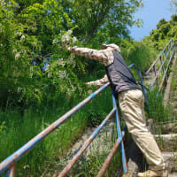 ２０２５年５月５日　ho散歩　中深川