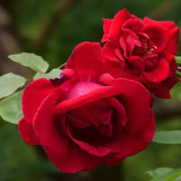 薔薇（サラバンド）の花